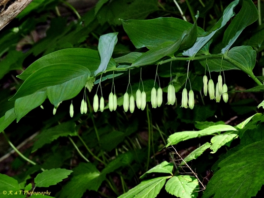 {Polygonatum biflorum}